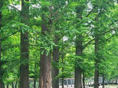 -白水寺森林公园