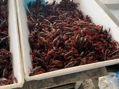 -何庄子阿米玛玛农产品批发市场