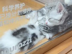 -帕帕拉兹宠物(亚洲旗舰店)