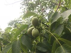 -萝卜寨羌文化生态旅游区