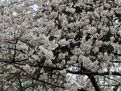 -红梅公园