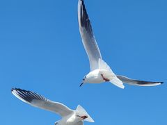 -海埂大坝