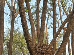 -汉长安城未央宫国家考古遗址公园