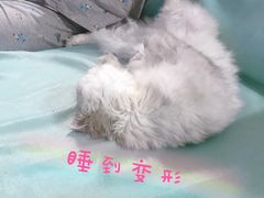-猫大福·Fortune Cat猫舍(百子湾店)