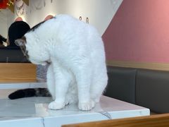 -喵园·猫主题咖啡厅·撸猫·猫咖(国贸店)