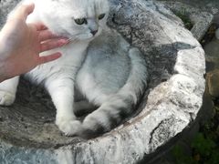 -喵屿·大理花园猫咖