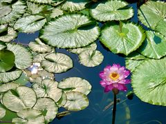 -国家植物园南园