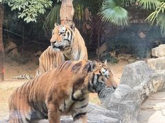 -深圳野生动物园