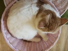 -滚猫咖啡·猫咖·猫友好撸猫(未来城店)