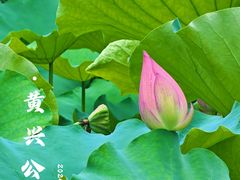 -黄兴公园
