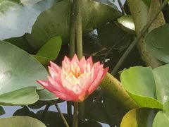 -池杉湖湿地公园