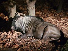 -清迈夜间动物园