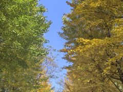 -长白岛森林公园