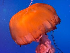 -太平洋海底世界