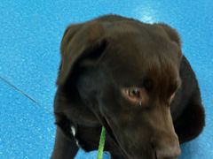 -天使宠物医院·犬猫分诊(彩虹店)