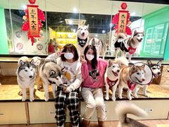 -Husky Go! 哈士奇体验馆·宠物咖啡厅狗咖