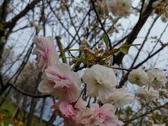-天适樱花悠乐园