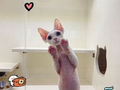 -十年猫舍·猫咪专门店(普陀店)