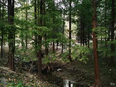 -白水寺森林公园