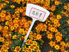 -龙大花卉苗木市场