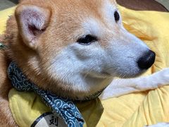 -逗柴咖啡屋·狗咖猫咖宠物桌游