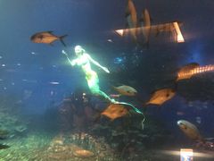 -海棠湾洲际-涛·海底餐厅·美人鱼·自助餐·海底隧道