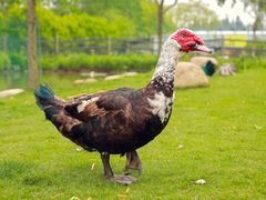 -前小桔亲子创意农场·草莓采摘·露营烧烤