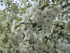 -海棠花溪(元大都城垣遗址公园)