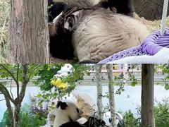 -西霞口神雕山野生动物世界