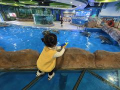 -芜湖新华联大白鲸海洋公园