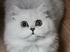 -欣宠猫屋·矮脚拿破仑·蓝金金渐层