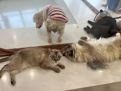 -共舞时光猫咖·狗咖(新街口店)