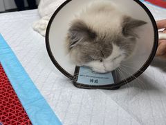 -喜多萌中农锦绣动物医院24H·猫科·牙科MRI·CT