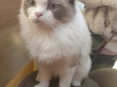 -滚猫咖啡·猫咖·猫友好撸猫(未来城店)