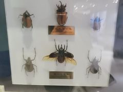-上海昆虫博物馆