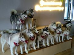 -Husky Go! 哈士奇体验馆·宠物咖啡厅狗咖