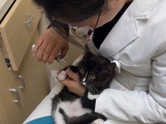 -安安宠医宠物医院·异宠·犬猫内科(岳阳分院)
