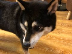 -柴犬高等学院·狗咖·柴犬售卖·宠物训练