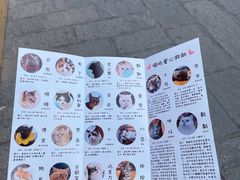 -喵屿·大理花园猫咖