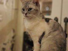 猫色咖啡-猫色咖啡·猫咖