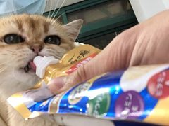 -喵的天空名猫咖啡馆·撸猫·猫舍·用品