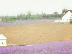 小景-紫颐香薰山谷景区