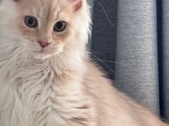 -70cat德文卷毛猫·缅因猫纯种猫舍