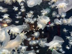 -太平洋海底世界