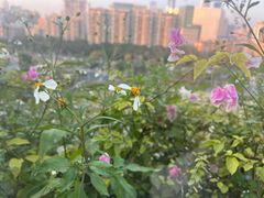-小茶闲舍·观景商务茶馆(广州塔店)