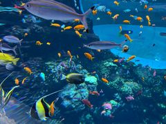 -西雅图水族馆
