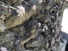 -龙头岩(Dragon Head Rock)
