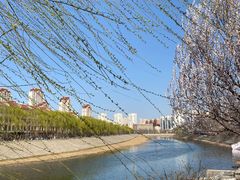-桃花堤公园