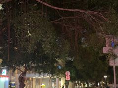 -广州白天鹅宾馆