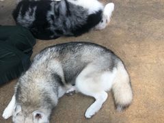 -TrueLove @ Neverland (Husky Cafe)
